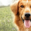 “A Dog’s Purpose” ile Yaza Veda Ediyor