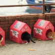 “Kedi Mahallesi” İçin Güçler Birleşti