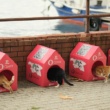 Opera “Kedi Mahallesi” Oluşturmak İçin HAÇİKO ile Güçlerini Birleştirdi